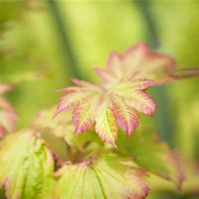 im Container Höhe 200-250cm - Japanischer Ahorn 'Vitifolium' - Acer japonicum 'Vitifolium'