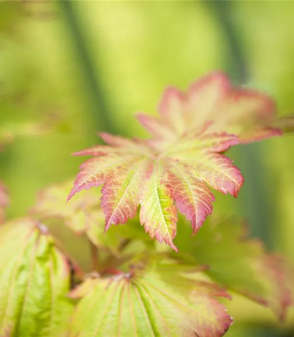 Acer japonicum 'Vitifolium'