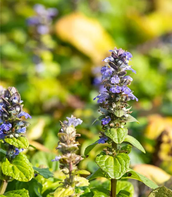 Ajuga reptans