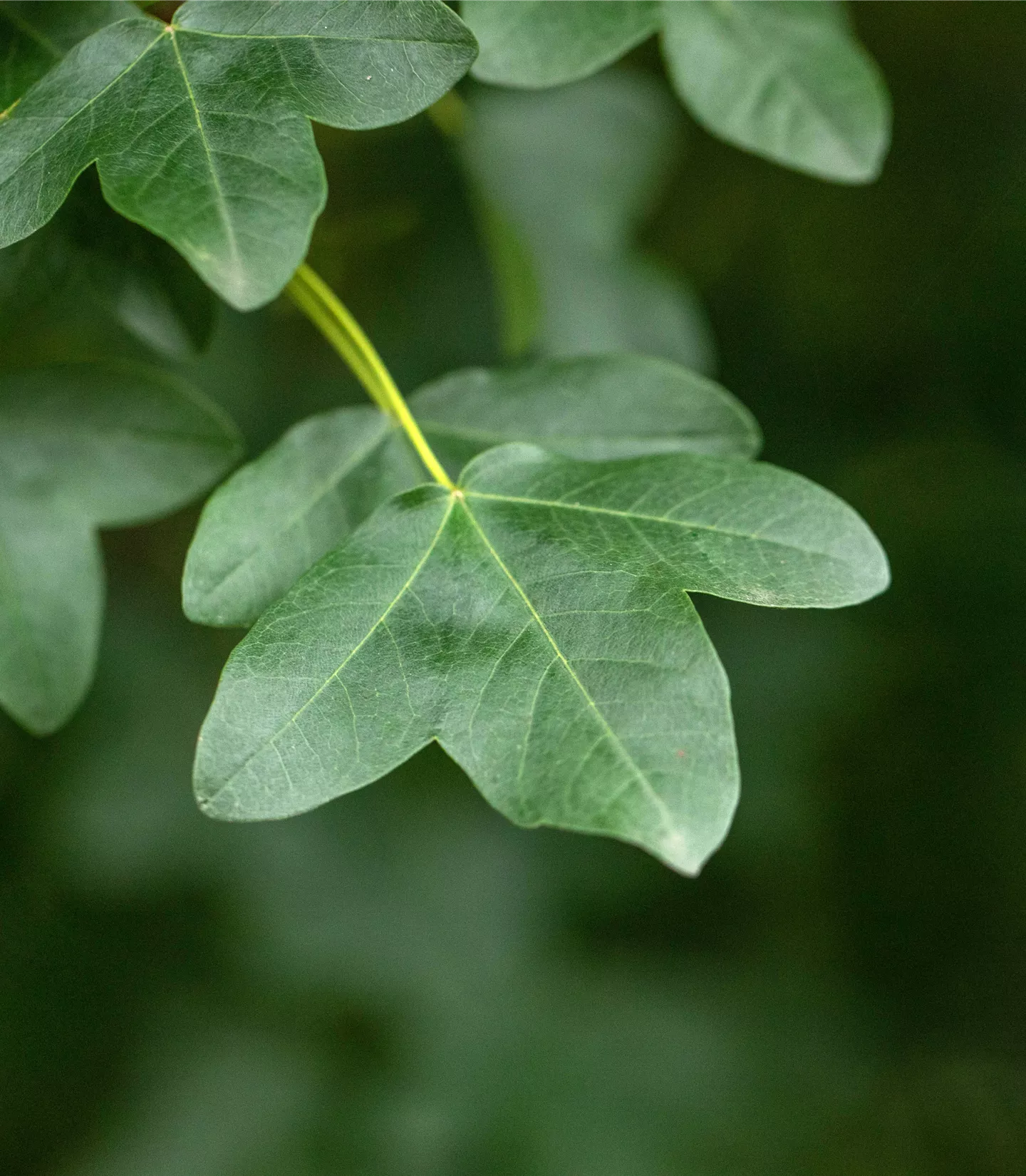 Acer monspessulanum