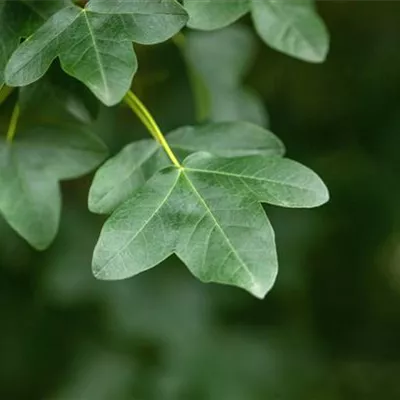 Hochstamm mit Ballen Stammumfang 12 - 14cm - Französischer Ahron - Acer monspessulanum