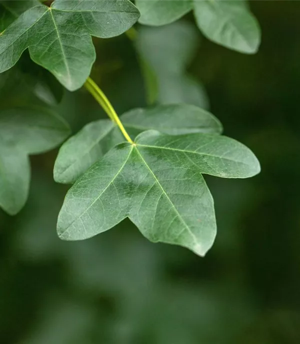 Acer monspessulanum