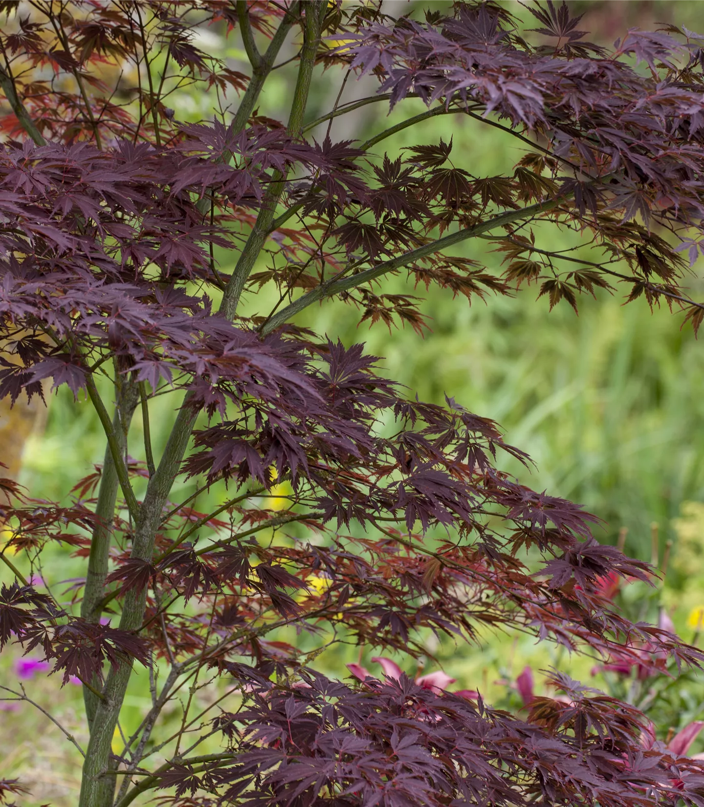 Acer palmatum