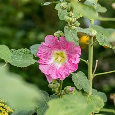 Topfgrösse 1 Liter - Stockmalve - Alcea rosea rosa