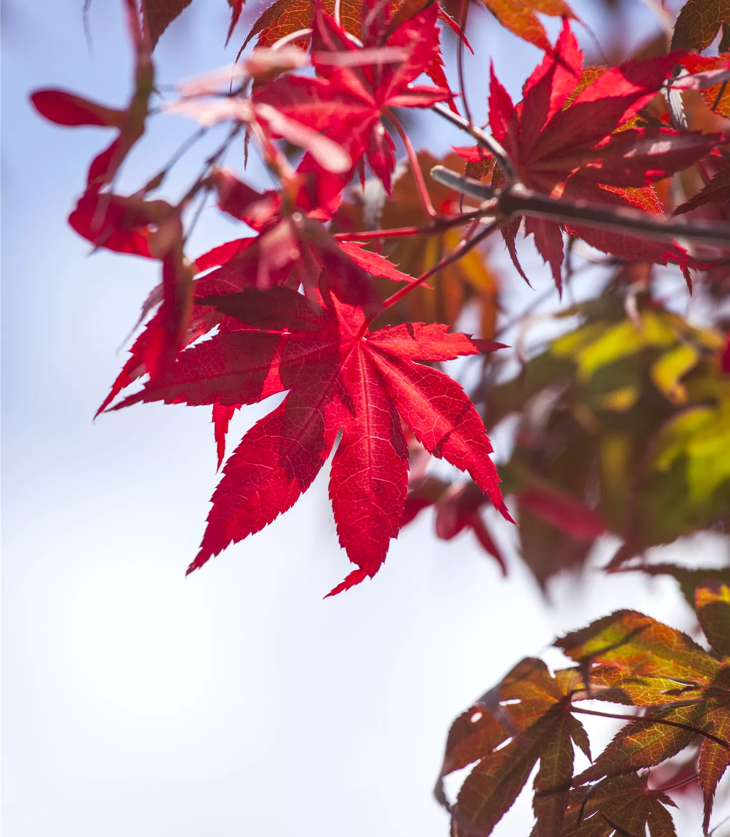 Acer palmatum 'Atropurpureum'