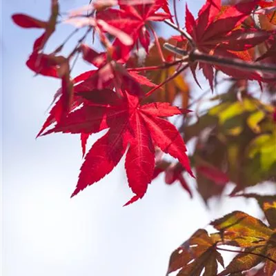 im Container 80 - 100 - Japan. Ahorn, Fächerahorn - Acer palmatum 'Atropurpureum'