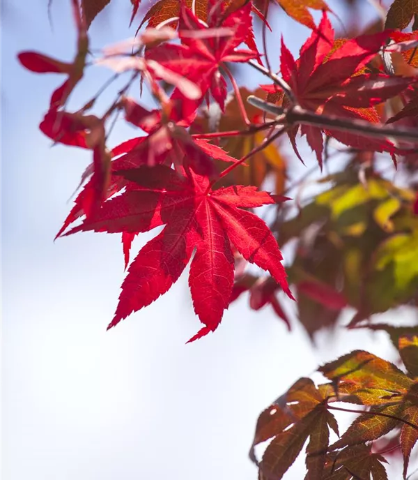 Acer palmatum 'Atropurpureum'