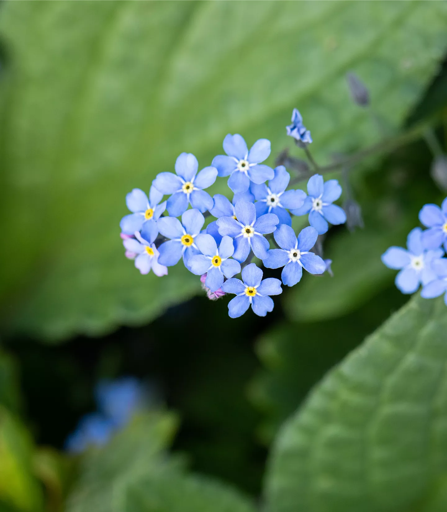 Brunnera macrophylla