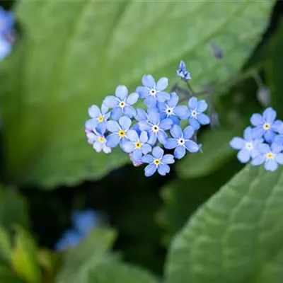 Topfgrösse 1 Liter - Kaukasusvergissmeinnicht - Brunnera macrophylla