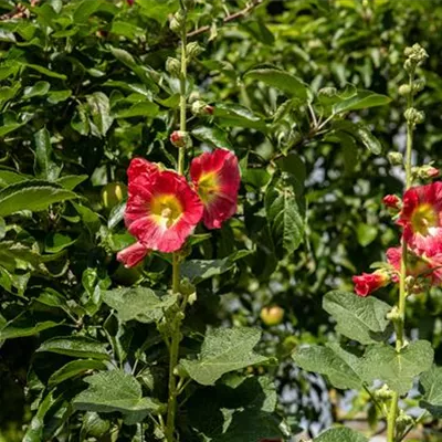 Topfgrösse 1 Liter - Stockmalve - Alcea rosea rot