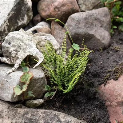 Topfgrösse 0.5 Liter - Streifenfarn - Asplenium trichomanes