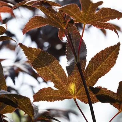 im Container Höhe 225-250cm - Fächerahorn 'Bloodgood' - Acer palmatum 'Bloodgood'