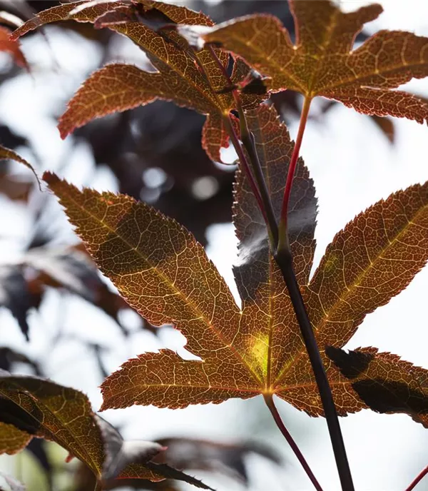 Acer palmatum 'Bloodgood'