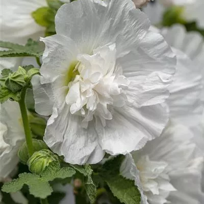 Topfgrösse 1 Liter - Stockrose - Alcea rosea weiss 