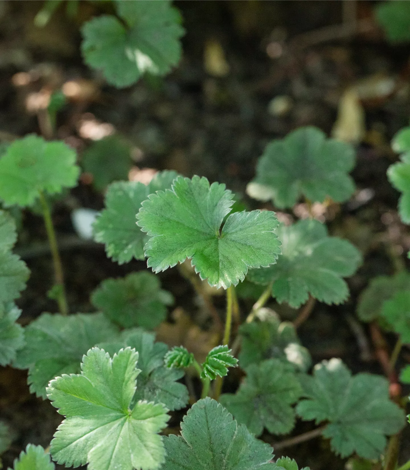 Alchemilla erythropoda