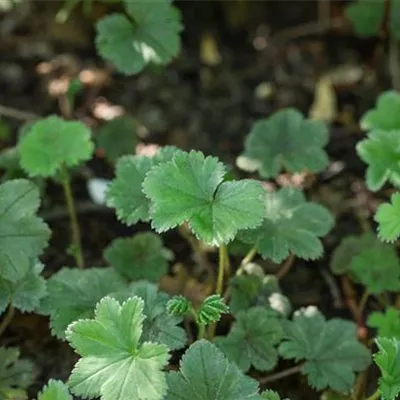 Topfgrösse 0.5 Liter - Frauenmantel - Alchemilla erythropoda