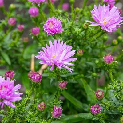 Topfgrösse 1 Liter - Kissenaster - Aster (Dumosus-Gruppe) 'Prof. Anton Kippenberg'