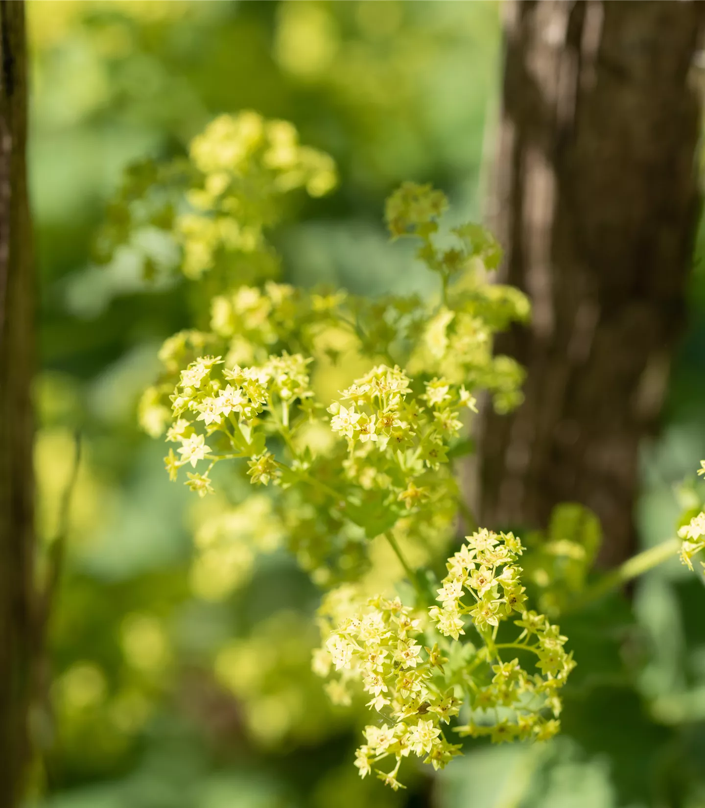 Alchemilla mollis