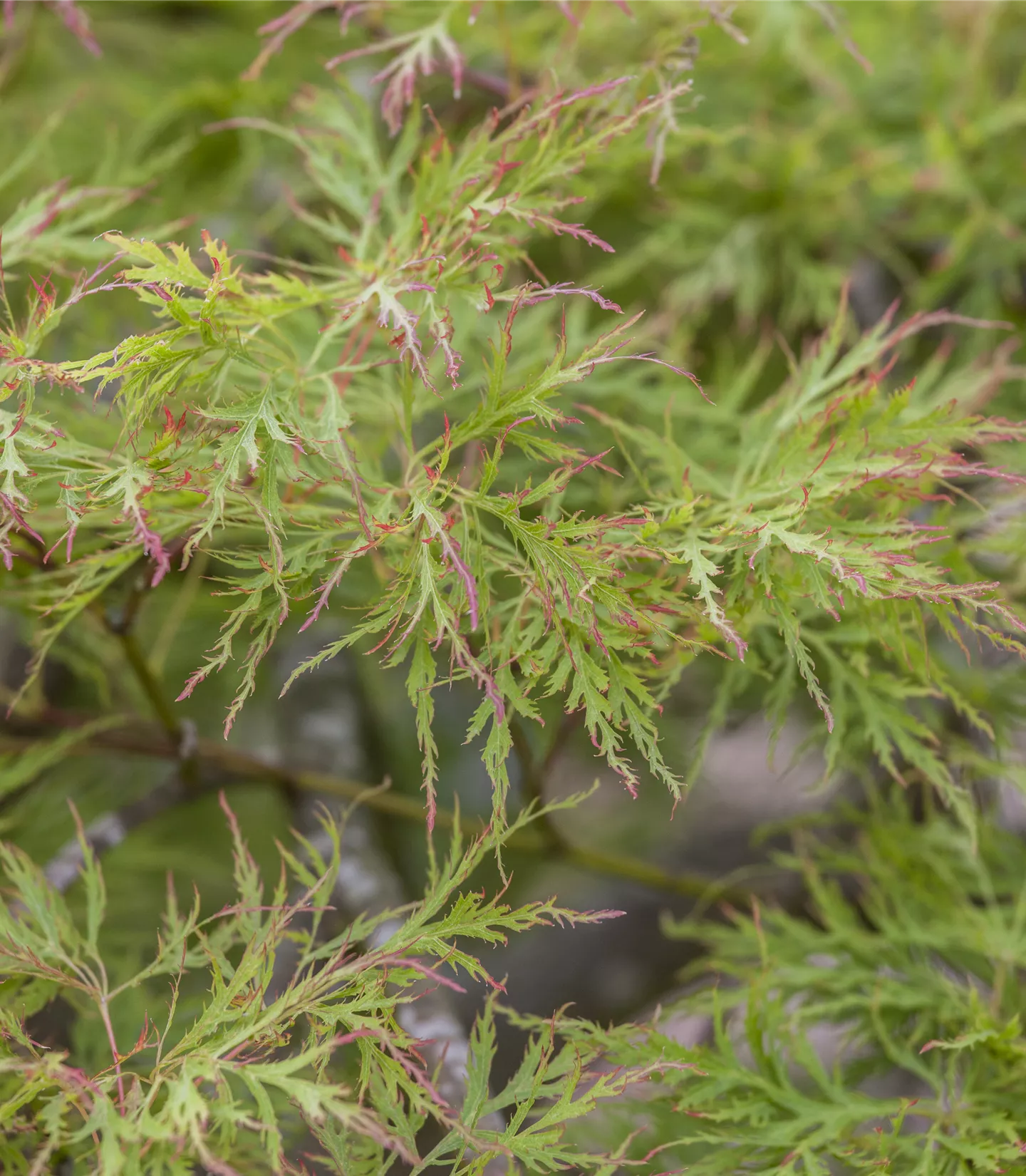 Acer palmatum 'Dissectum'