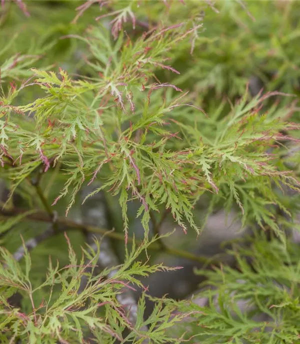 Acer palmatum 'Dissectum'