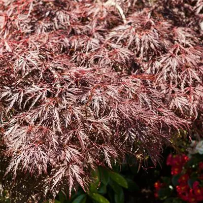 im Container 40 - 50 - Zwergschlitzahorn rot - Acer palmatum 'Dissectum Garnet'