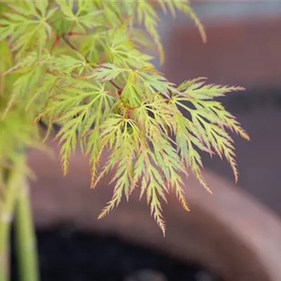 im Container Höhe 200-250cm - Schlitzahorn 'Dissectum Viridis' - Acer palmatum 'Dissectum Viridis'