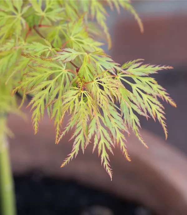 Acer palmatum 'Dissectum Viridis'