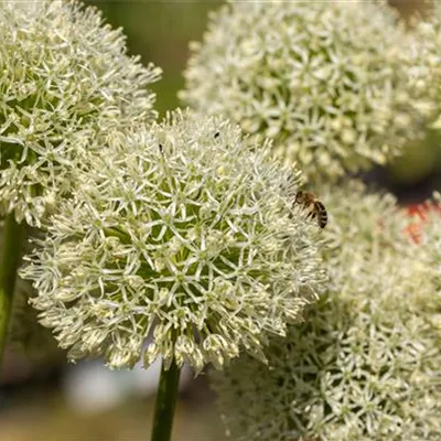 Topfgrösse 1 Liter - Zierlauch - Allium giganteum