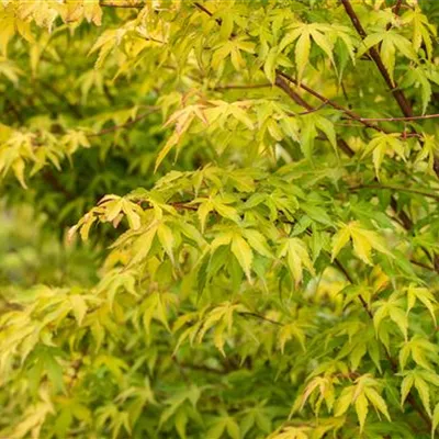 Container 70 - 80 - Japan. Ahorn, Fächerahorn - Acer palmatum 'Katsura'