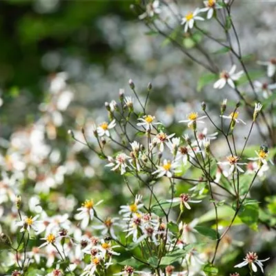 Topfgrösse 1 Liter - Waldaster - Aster divaricatus