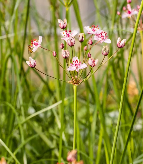 Butomus umbellatus