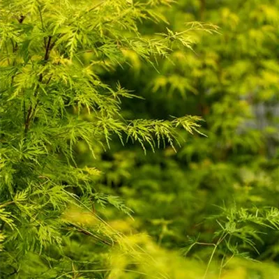 im Container 80 - 100 - Japan. Ahorn, Fächerahorn - Acer palmatum 'Seiryu'