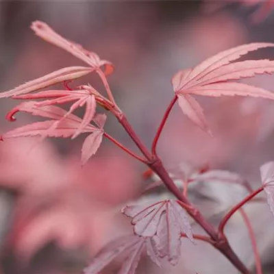 im Container 80 - 100 - Japan. Ahorn, Fächerahorn - Acer palmatum 'Shaina'