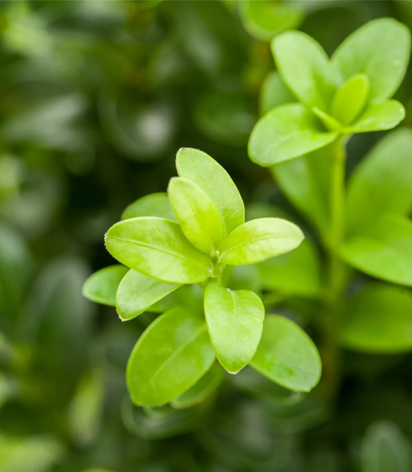 Buxus sempervirens Heckenpflanze