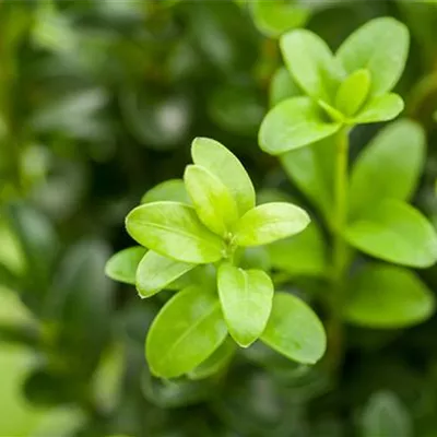 im Container 30 - 40 - Buchsbaum - Buxus sempervirens Solitär