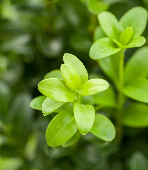 Buxus sempervirens Heckenpflanze