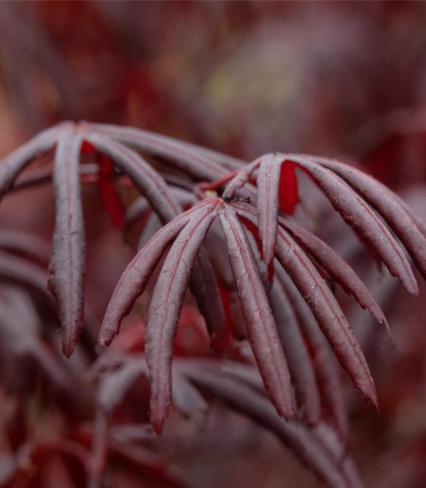 Acer palmatum 'Trompenburg'