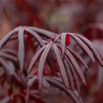 im Container Höhe 300-350cm - Fächerahorn 'Trompenburg' - Acer palmatum 'Trompenburg'