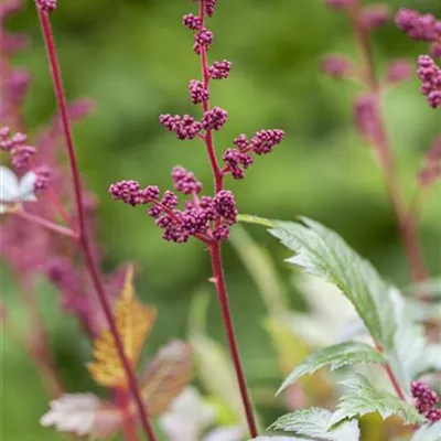 Topfgrösse 1 Liter - Prachtspiere - Astilbe (Arendsii-Gruppe) 'Fanal'