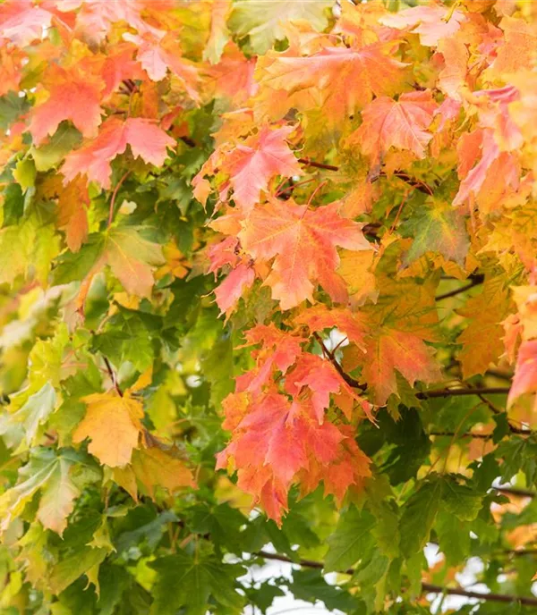 Acer platanoides 'Globosum'