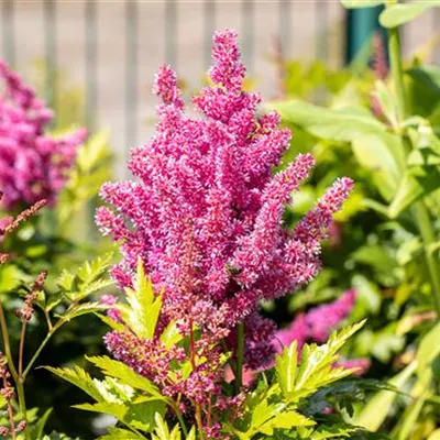 Topfgrösse 1 Liter - Prachtspiere - Astilbe (Japonica-Gruppe) 'Mainz'