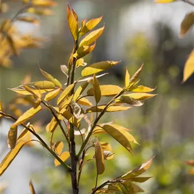 Hochstamm im Container Stammumfang 12 - 14cm - Felsenbirne - Amelanchier arborea 'Robin Hill'