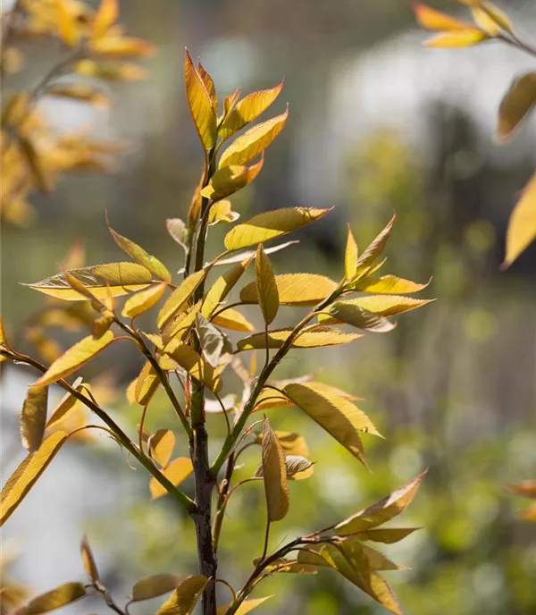 Amelanchier arborea 'Robin Hill'