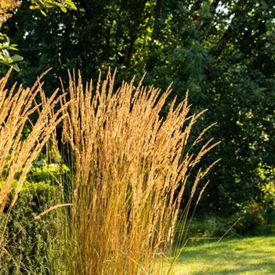 Topfgrösse 0.5 Liter - Reitgras - Calamagrostis acutiflora (x) 'Karl Foerster'