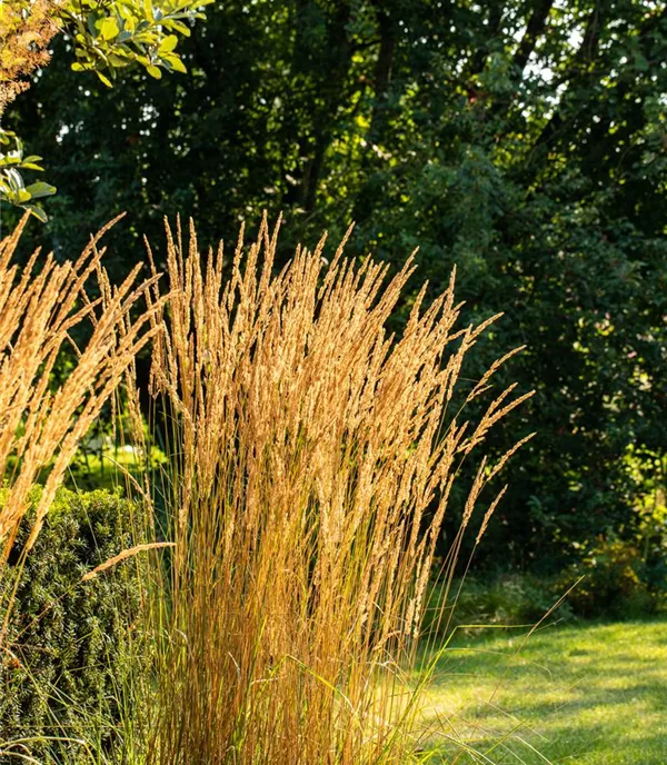 Calamagrostis acutiflora (x) 'Karl Foerster'