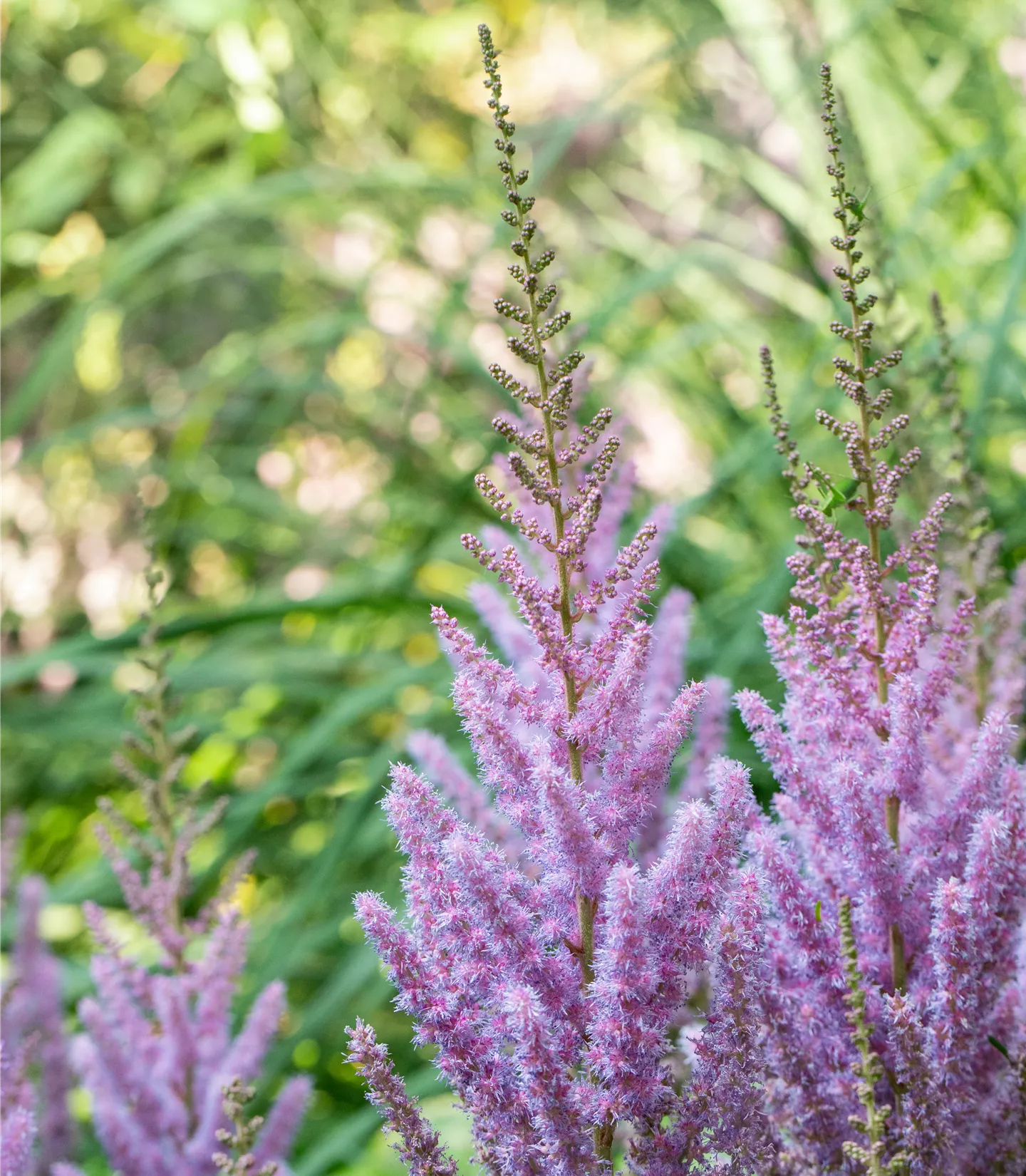 Astilbe chinensis 'Pumila'