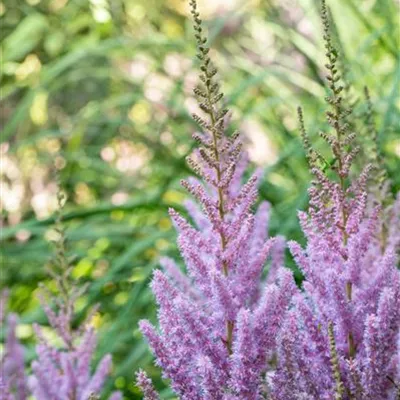 Topfgrösse 0.5 Liter - Prachtspiere - Astilbe chinensis 'Pumila'