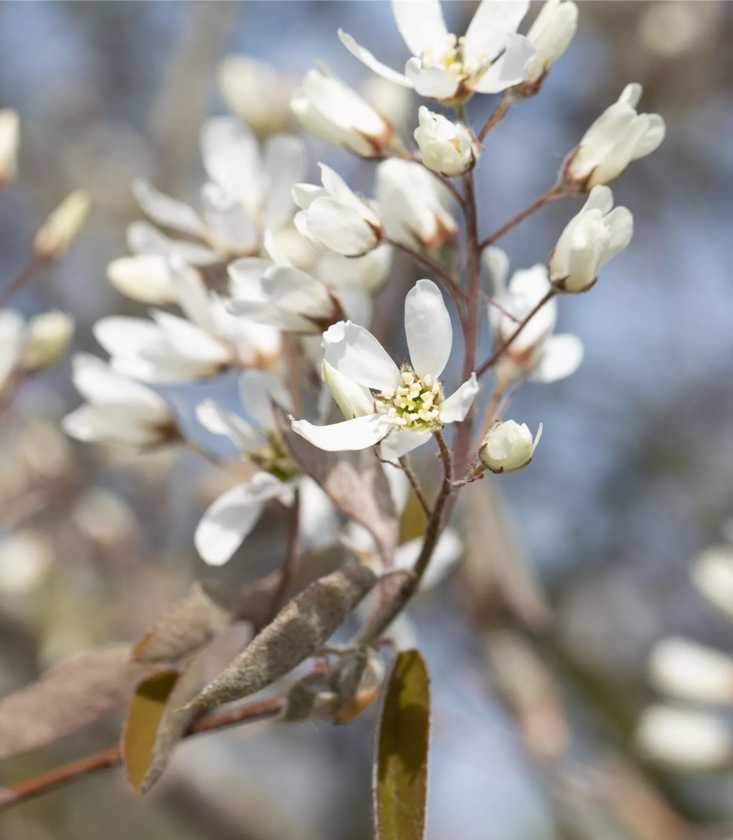 Amelanchier lamarckii