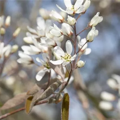 im Container 225 - 250cm - Amelanchier lamarckii Schirmform