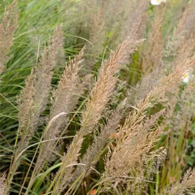 Topfgrösse 1 Liter - Diamantgras - Calamagrostis brachytricha